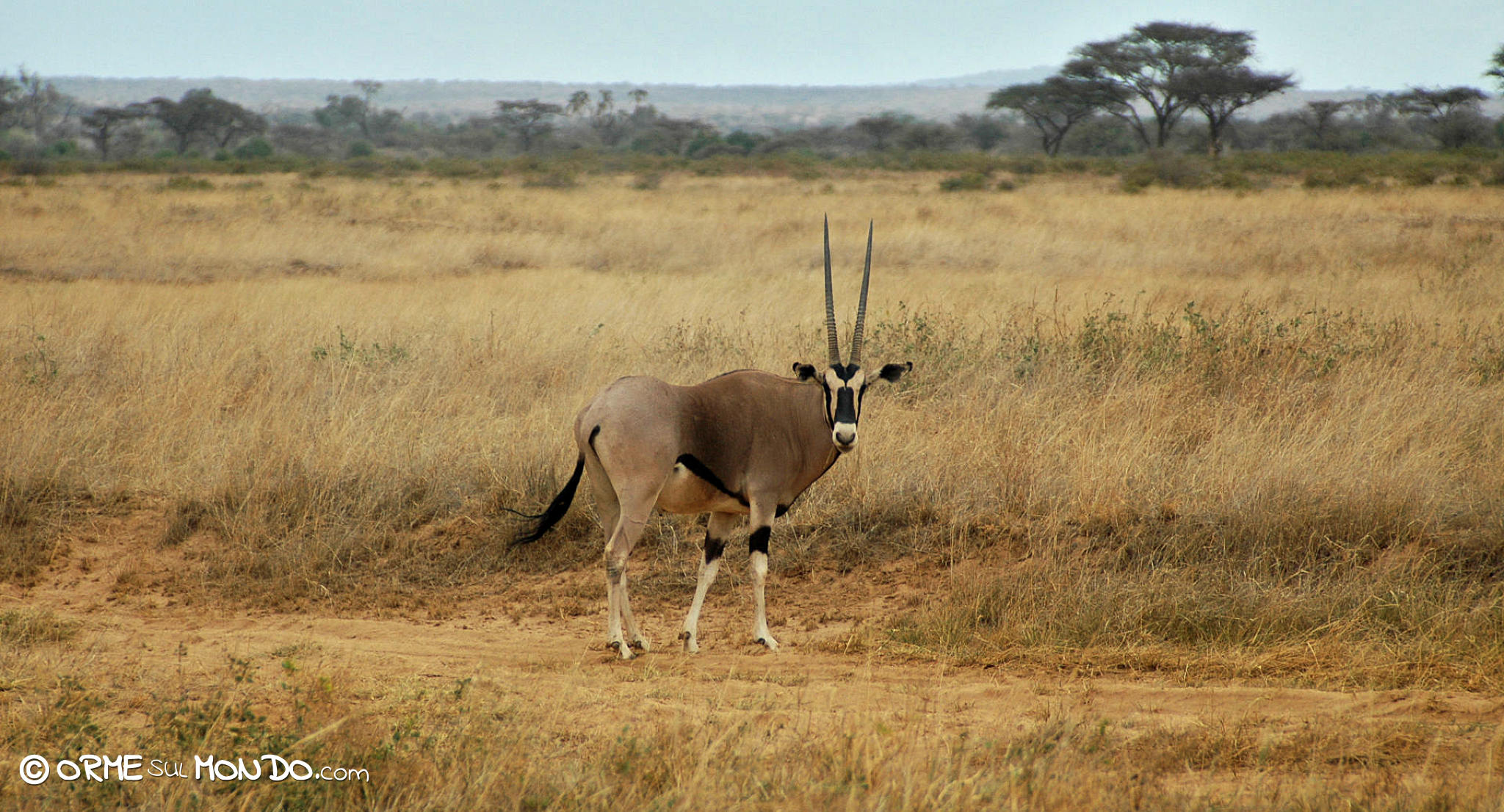 antilope africa kenya