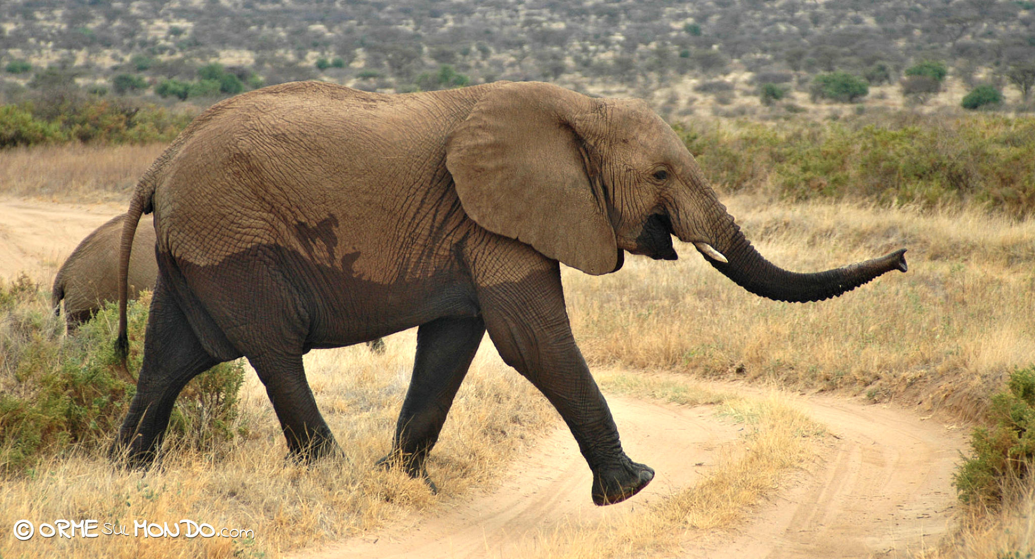 Un elefante ci attraversa la strada al Samburu National Park