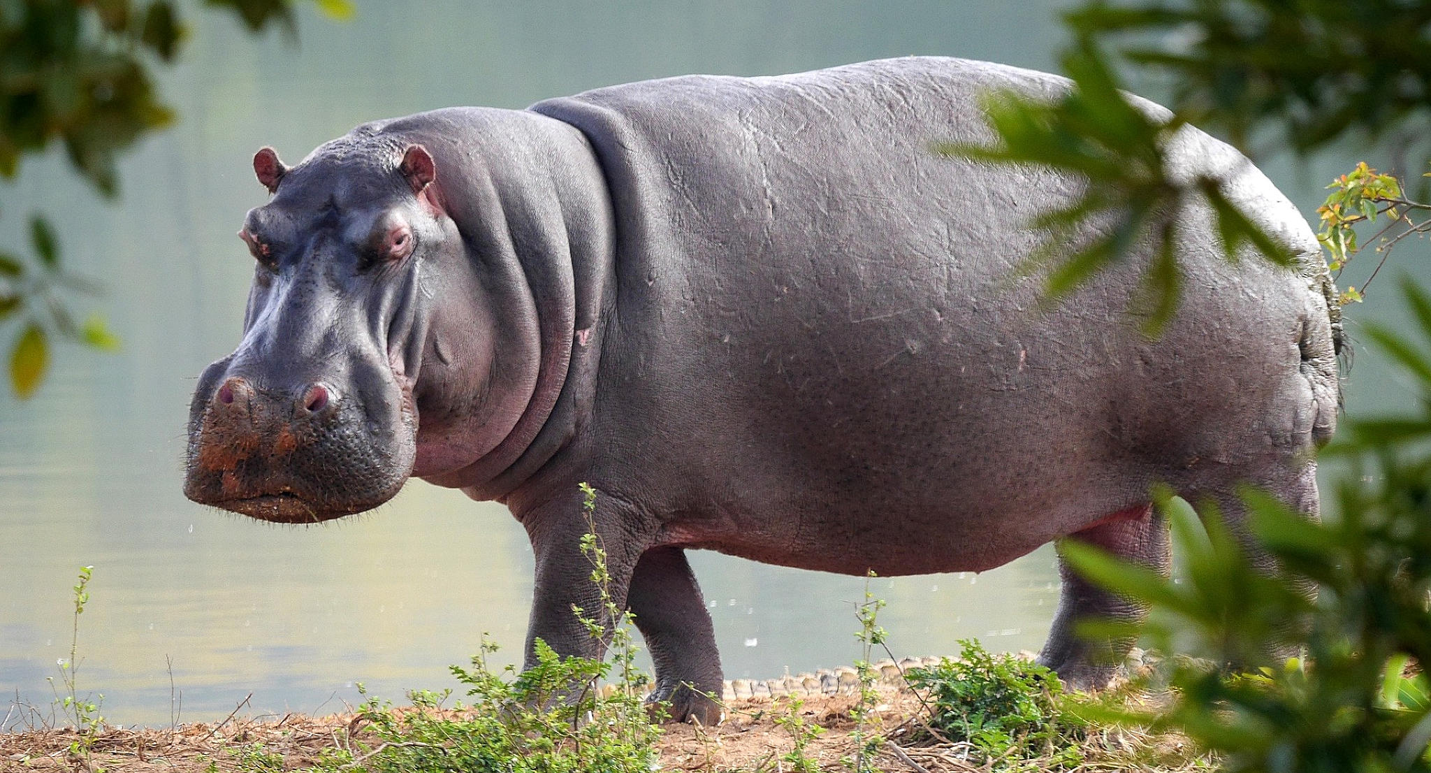 ippopotamo kenya africa