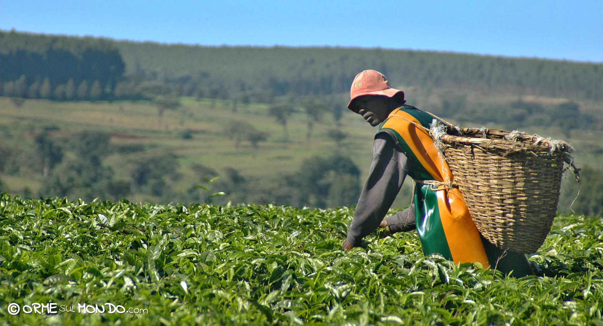Bracciante al lavoro nelle piantagioni di tè a Kericho