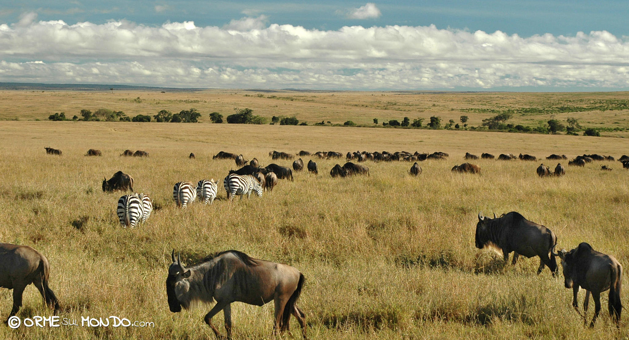 riserva masai mara migrazione gnu