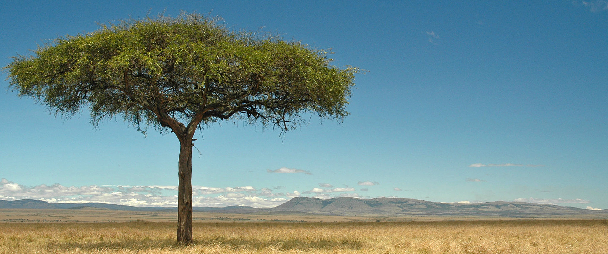 masai mara albero acacia hero image