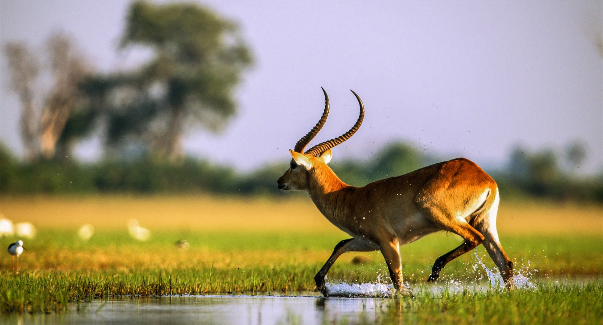 Un'antilope si abbevera nei pressi di una pozza all'Etosha National Park