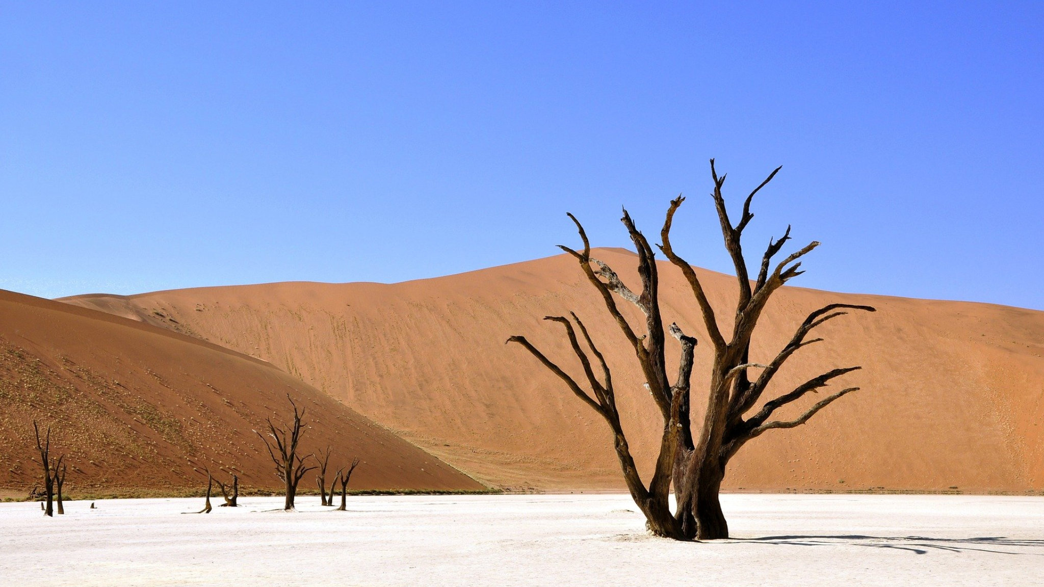 duna albero secco namibia