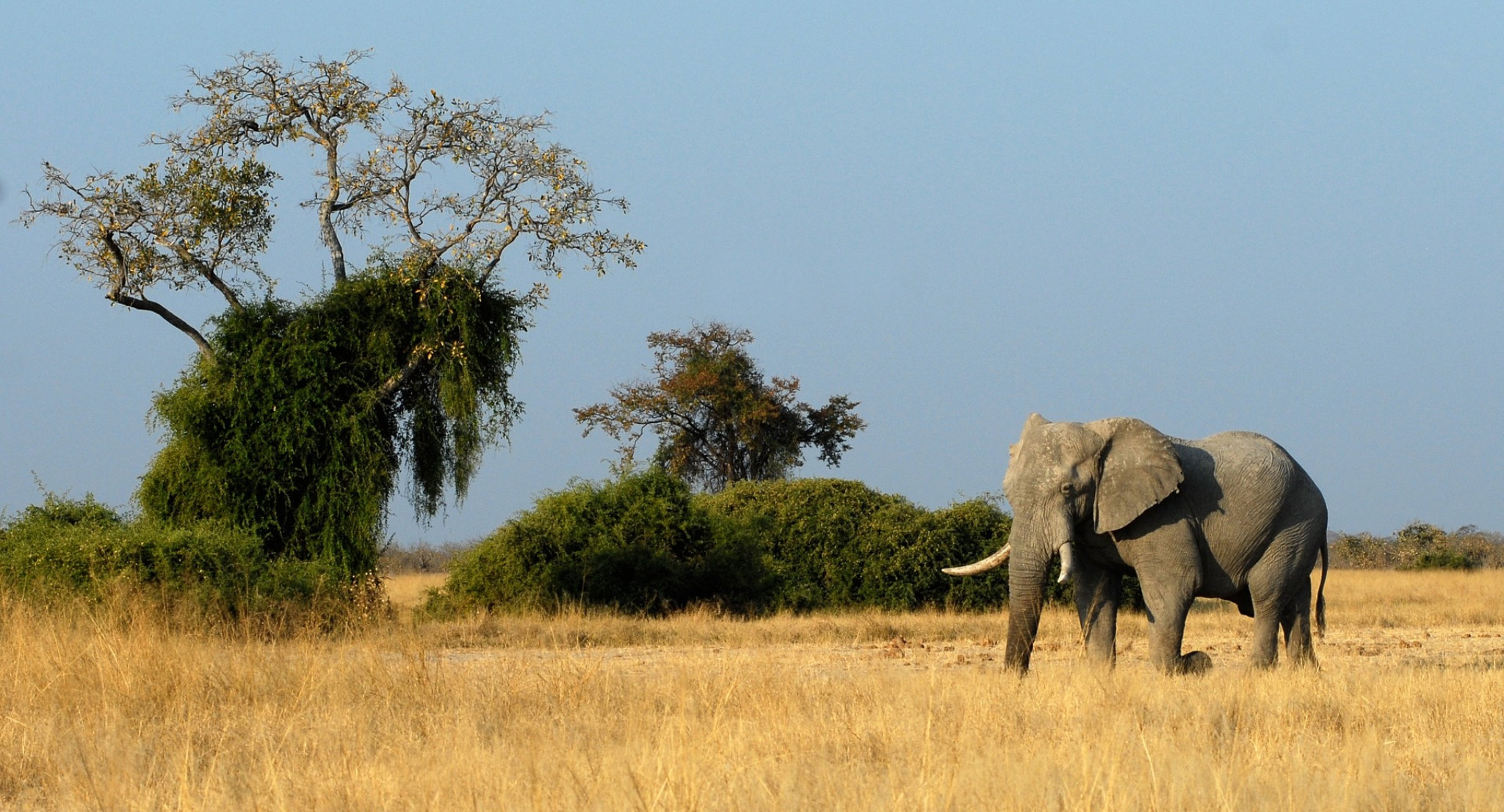 Un elefante nella savana dell'Etosha National Park