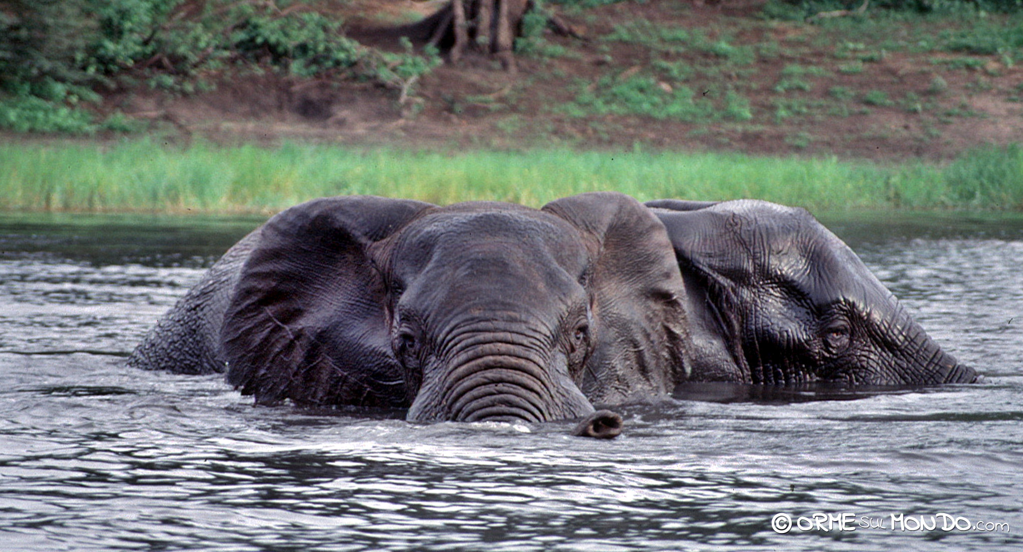 Elefanti nuotano verso la nostra imbarcazione sul fiume Chobe