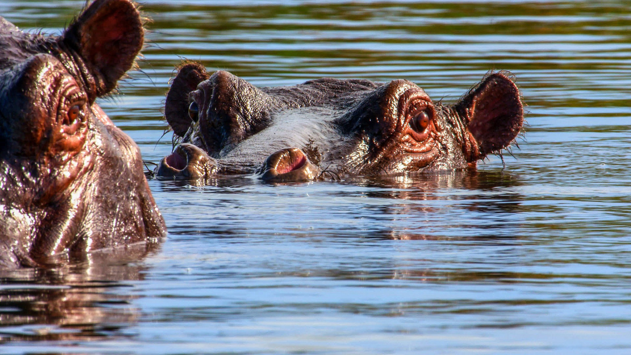 ippopotamo africa botswana