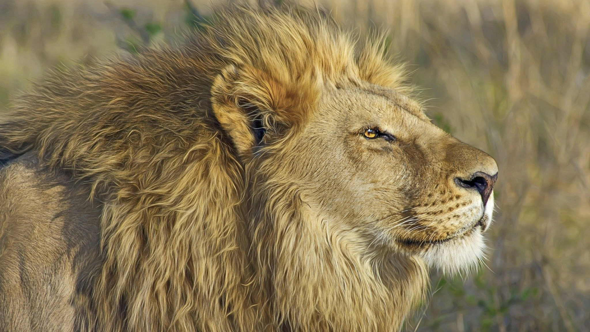 Un leone nella riserva di caccia di Moremi