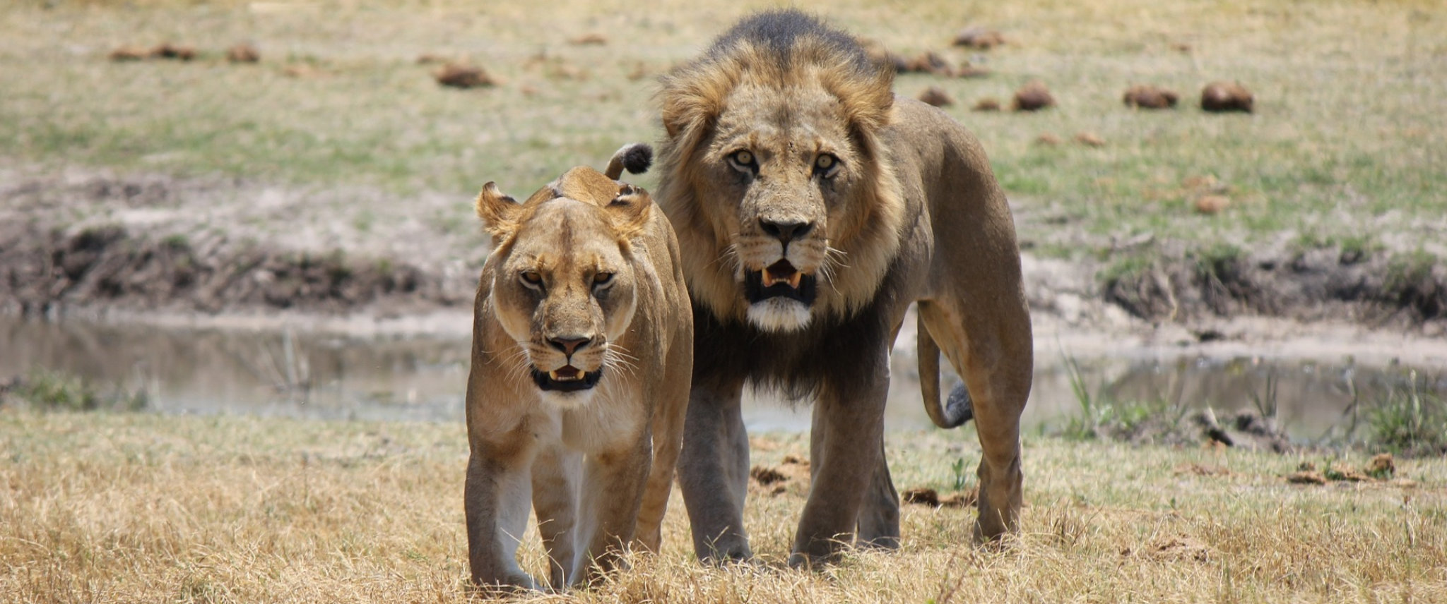 leone africano savana botswana hero image 1