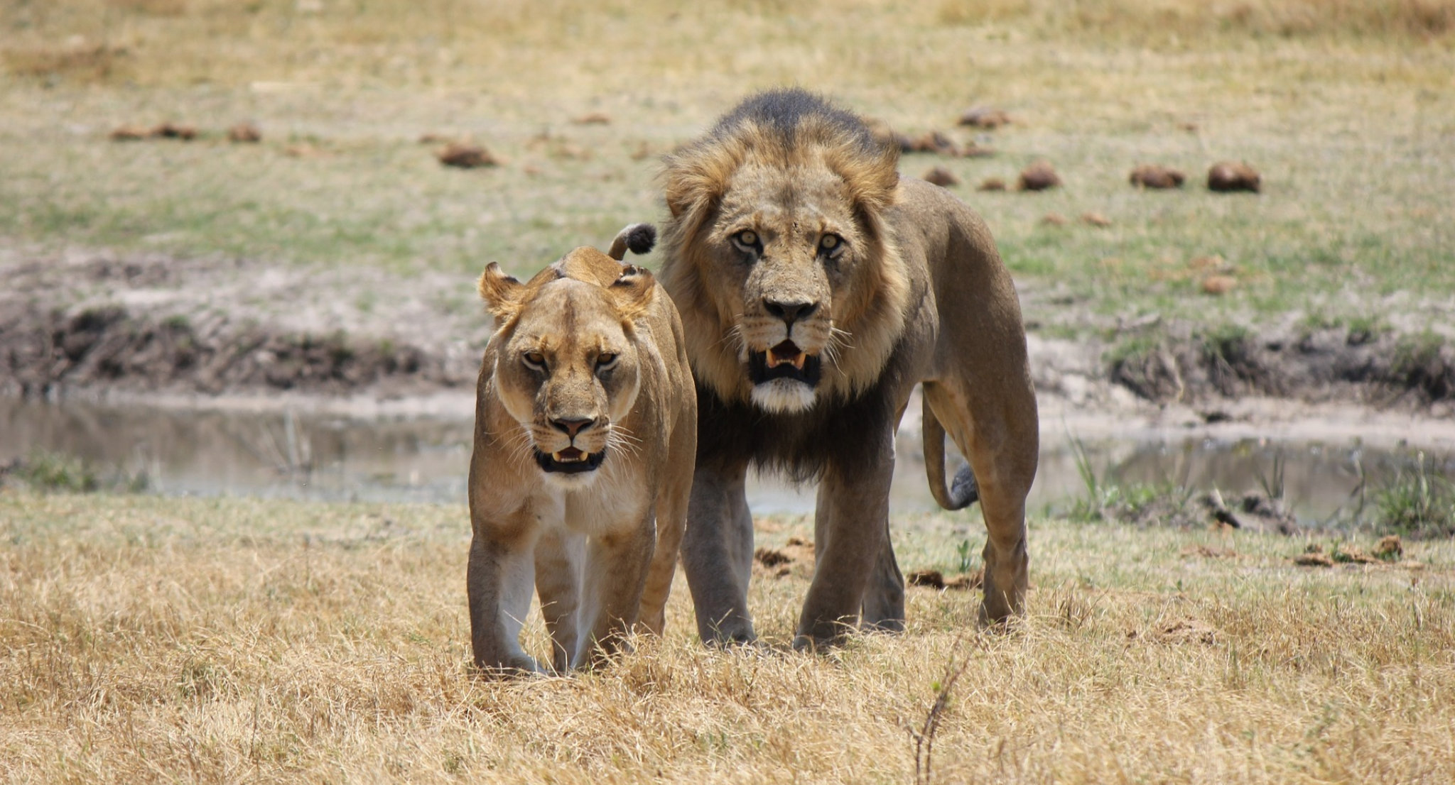 Leoni nella savana dell'Etosha National Park