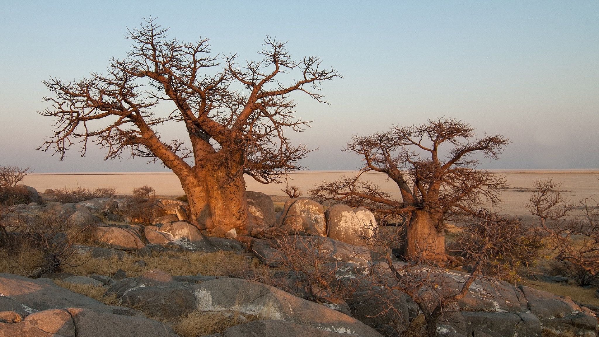 Piante di baobab al confine con il Botswana