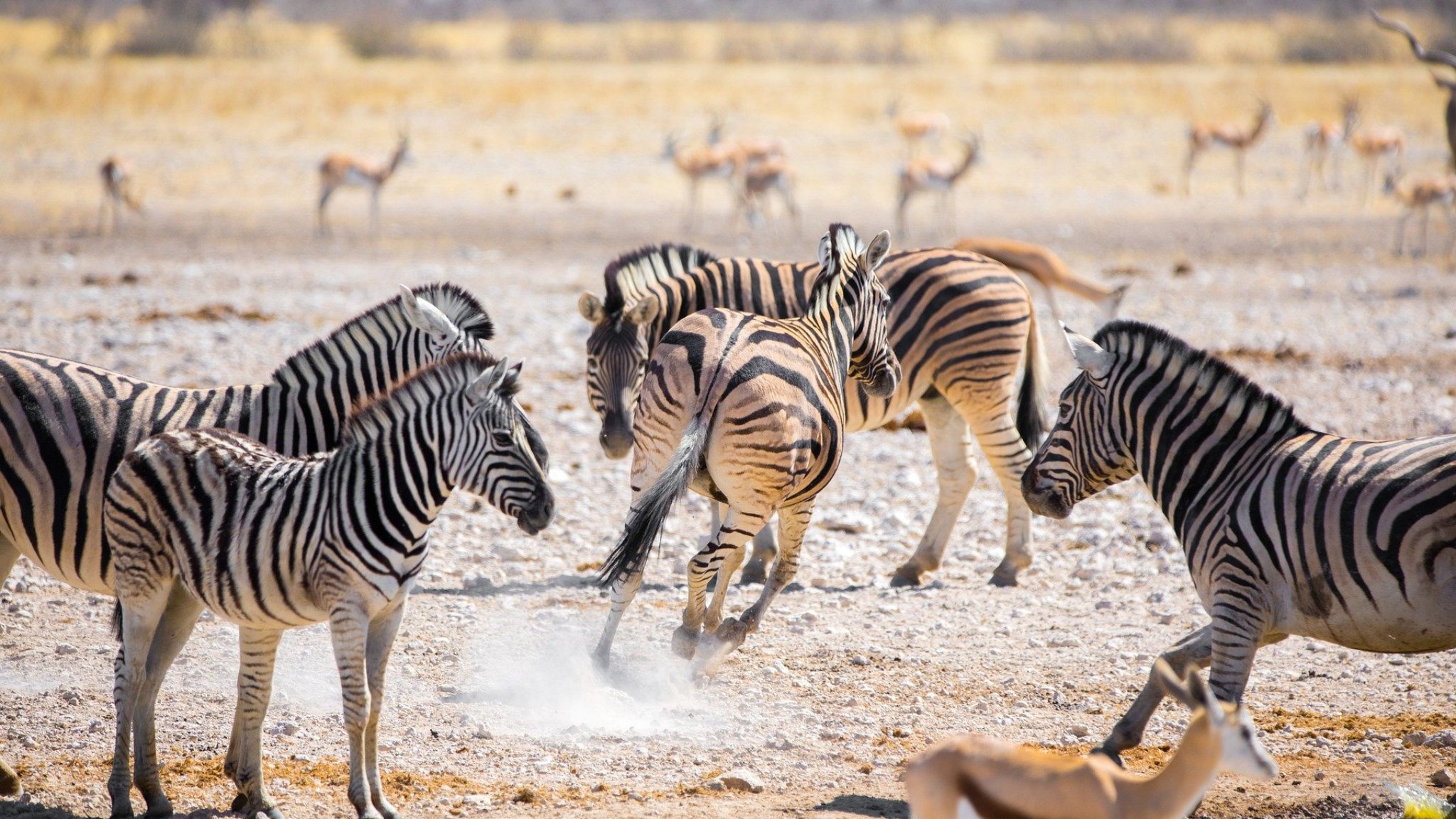 zebre africa savana botswana featured